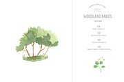 WOODLAND BABIES. Watercolor set, an Animal Illustration by OlliArtDesign (Thumbnail 2 of 9)