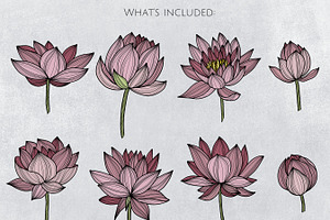 Lotus Floral Collection Vector SVG