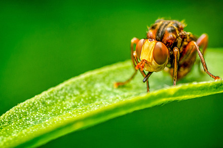 The bug containing bug, fly, and insect