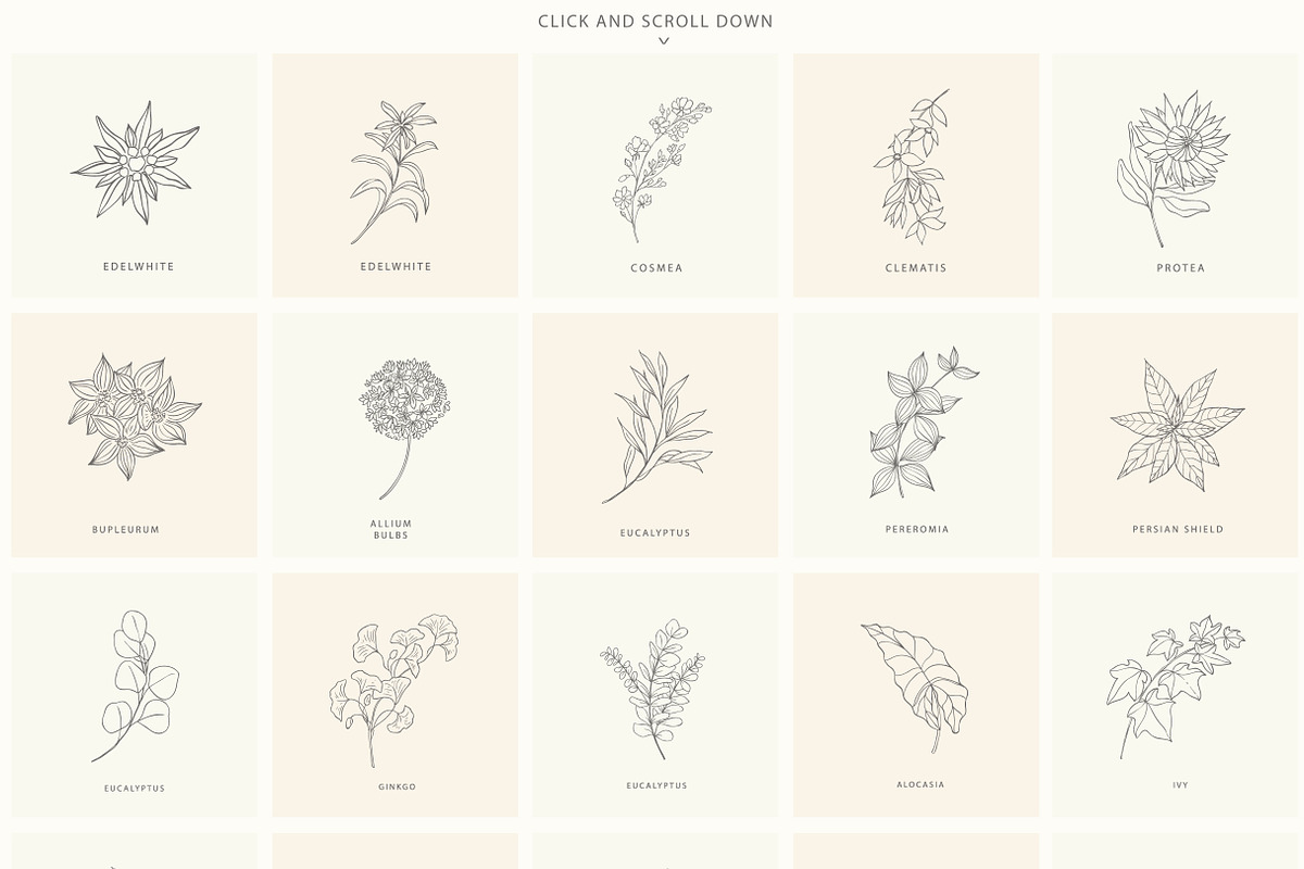 Birth-Flowers. Trendy Plants, Logos, a Seasonal Illustration by Designwork (Photo 8 of 21)