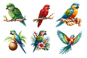 Watercolor  Parrots Clipart, an Illustration by Designworld (Thumbnail 4 of 6)