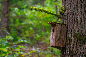 A Lovely Birdhouse Nestled on a, a Nature Photo by Lukas Jonaitis SHOP