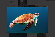 Cuadrado - Premium Tumblr Theme, a Websites & App Template by Dabu Themes (Thumbnail 8 of 9)