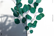 Leaf Shadows, a Templates & Theme by TANOSHII DESIGN (Thumbnail 5 of 10)