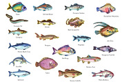 Watercolor Fish Clipart (big set), a Decorative Illustration by Sunshine Art Shop (Thumbnail 3 of 13)