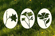 Botanical Reverie - Handdrawn Floral, a Decorative Illustration by The Journey Atelier (Thumbnail 15 of 16)