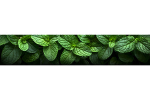 Fresh Green Mint Leaves vector, an Object Illustration by AlexArt