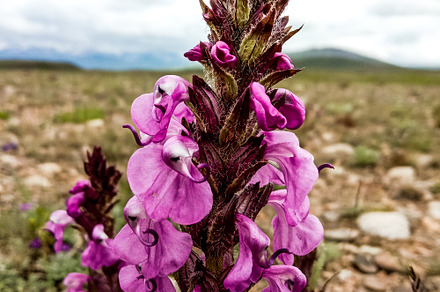 Pedicularis flowers growing meadow, a Nature Photo by shahsoft