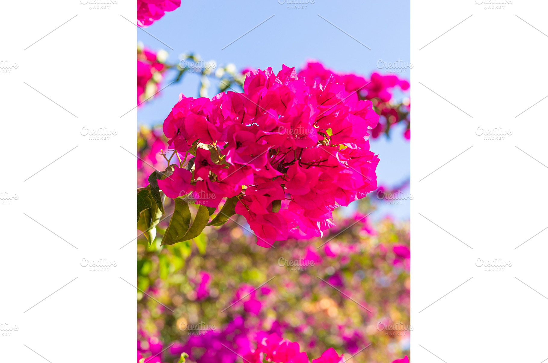 Bougainvillea flowers bloom, a Nature Photo by yanadjana