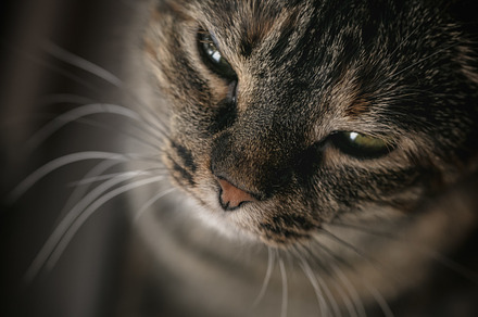 Kitty Stock Photograph preview 5