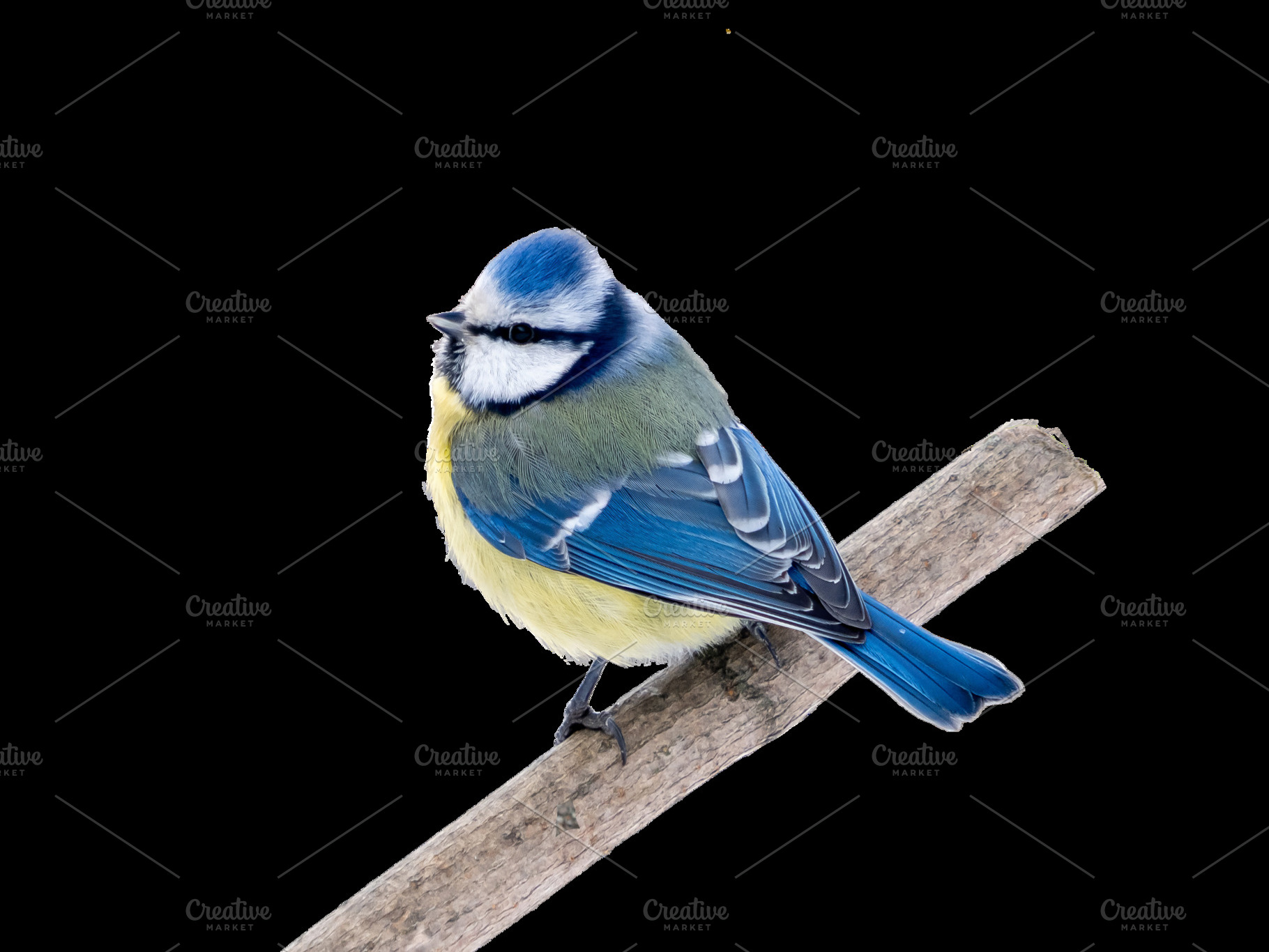 Blue Tit perched on branch isolated, an Animal Photo by Fascinadora