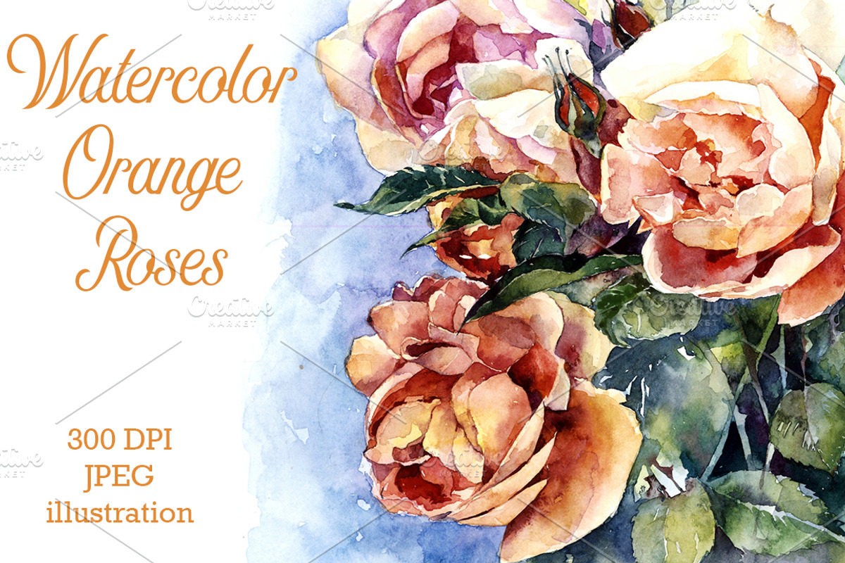 Watercolor orange roses illustration, a Decorative Illustration by MaryAmi (Photo 1 of 3)