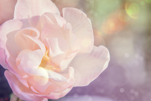 Beautiful flower containing abstract, aroma, and background