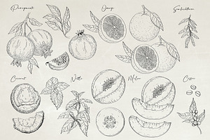 Herbs & Fruits Hand Drawn Collection