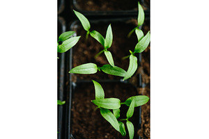 Sowing vegetable seeds indoors for, a Nature Photo by HalfPoint