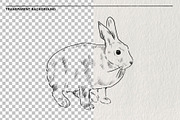 Pencil sketches of rabbit PNG, an Animal Illustration by LOKSKIH (Thumbnail 2 of 5)