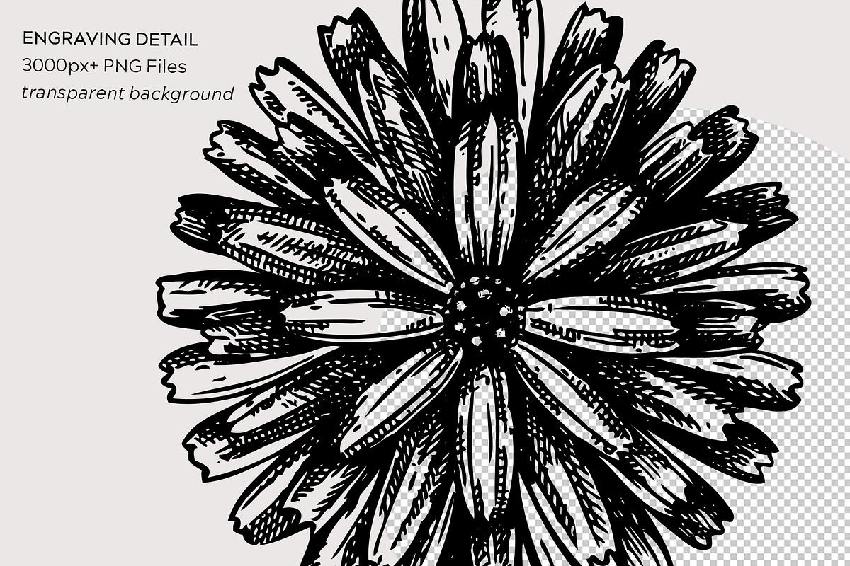 25 Medicinal Herbs Vector Collection, a Healthcare Illustration by Yevheniia (Photo 7 of 11)