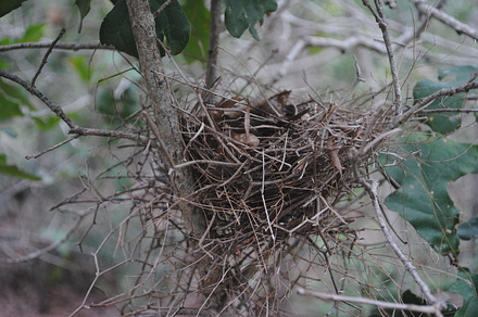 Cozy Nest