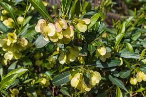 Dodonaea viscosa, a Nature Photo by Imaginarium