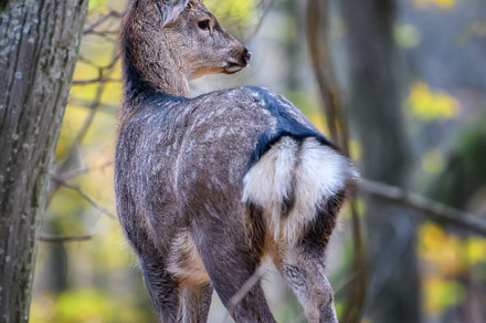 Majestic female deer stag in forest. Animal in nature habitat. W, an Animal Photo by Byrdyak