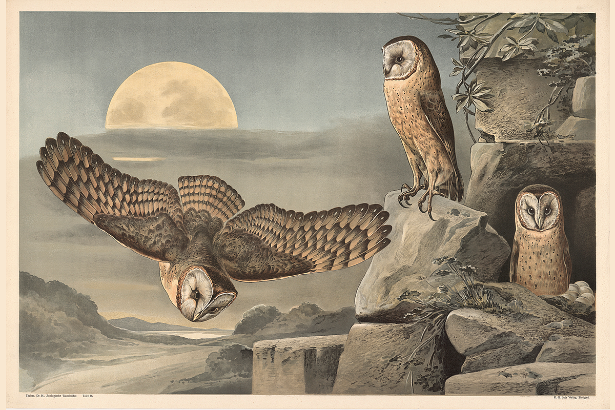 Alfred Fiedler Täubler’s Animals, an Animal Illustration by Digital Museum (Photo 2 of 12)