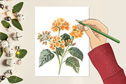 Lantana Flower Watercolor Cliparts, an Illustration by RobertsArt (Thumbnail 4 of 7)