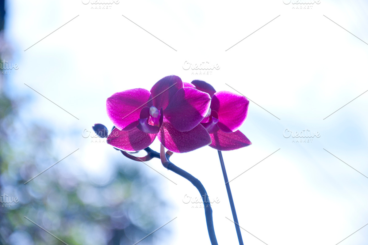 Orchid Flower Stock Bundle, a Nature Photo by r.r.palacios (Photo 9 of 11)