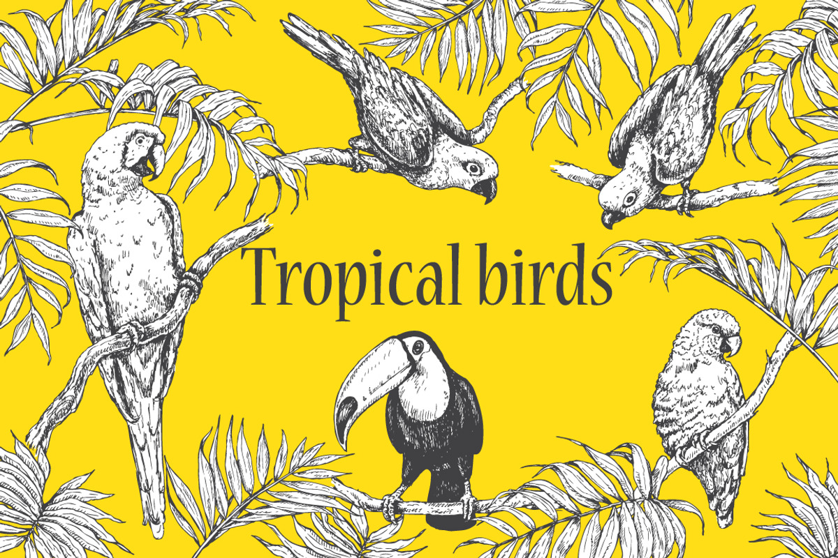Tropical Birds Sketch, an Animal Illustration by Valentyna Smordova (Photo 1 of 5)