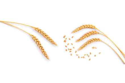 grain and ears of wheat isolated on, a Food & Drink Photo by NataPhoto