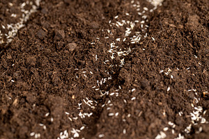 lettuce seeds in soil with peat , a plot of land mixed with peat in which green, a Photo by rsoollAI