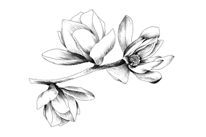 Hand Sketched Magnolia