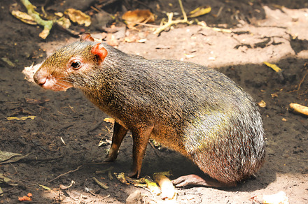 Capybara in its natural environment, an Animal Photo by worlditravelilove