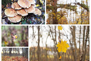 Autumn nature photography set, a Nature Photo by pictures for you (Thumbnail 6 of 22)