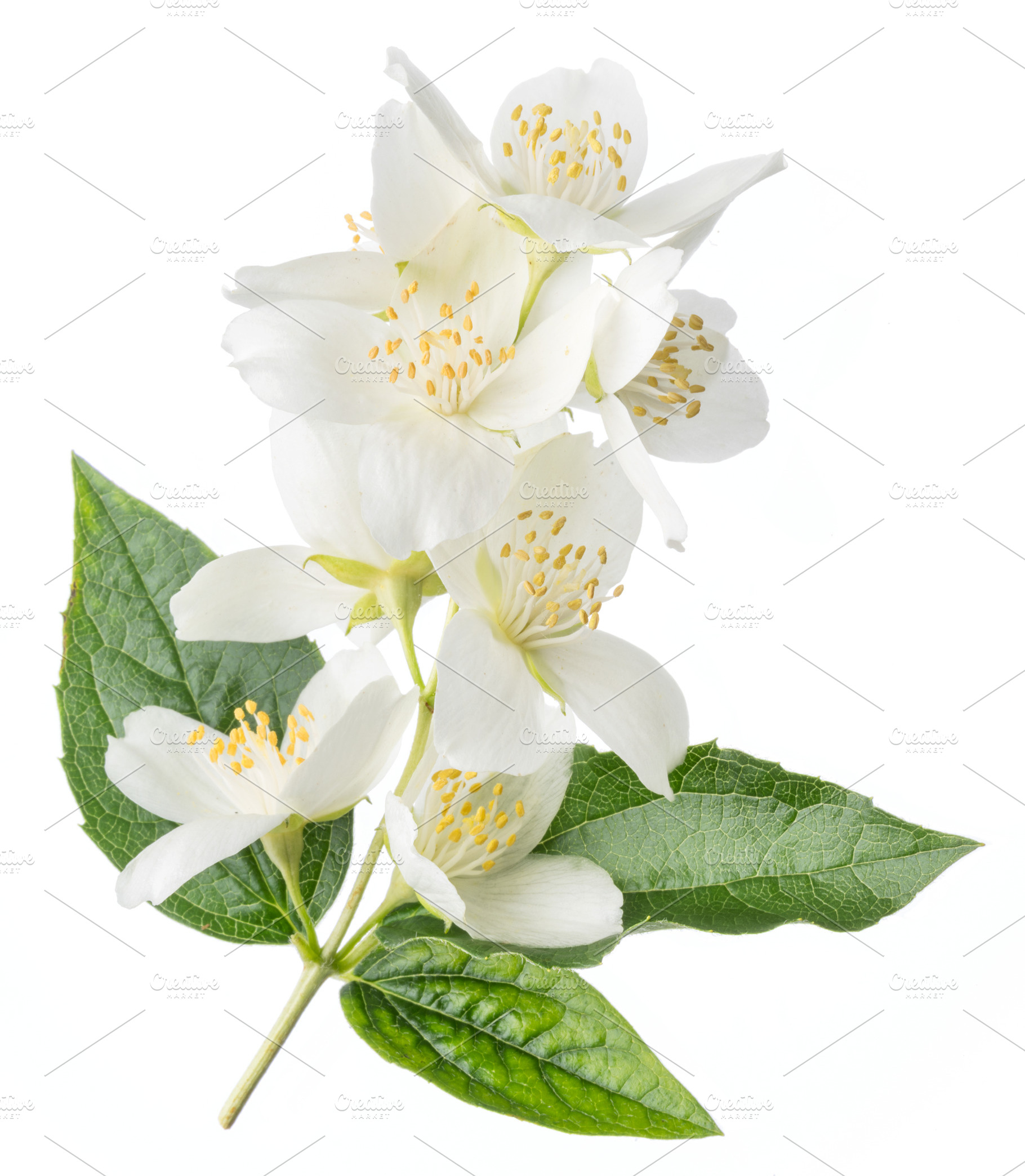 Blooming jasmine flowers isolated, a Photo by Volff
