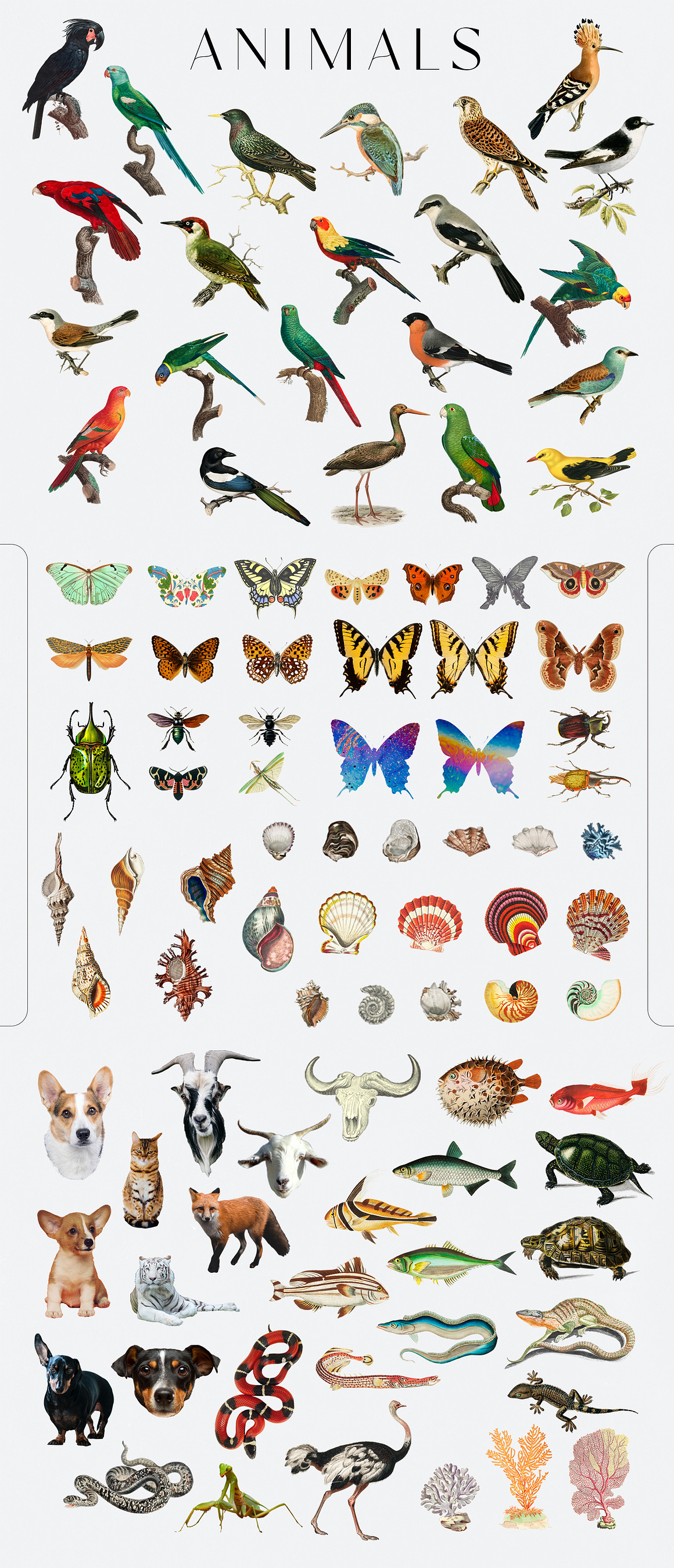 Sweven - Collage Creator, an Animal Illustration by SunnyAfternoons (Photo 5 of 16)