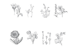 Floral Wild Flower Set 1 Procreate