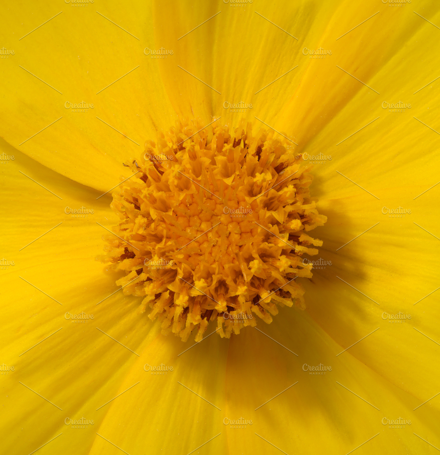 Yellow flower Coreopsis, with visible petals and a central disk,, a Nature Photo by ndanko