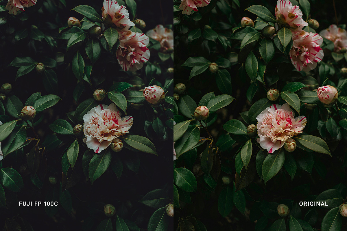Fuji FP 100C, a Preset Add-On by colorituals (Photo 4 of 9)