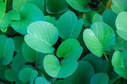 Green oval leaves background featuring green, leafs, and leaves
