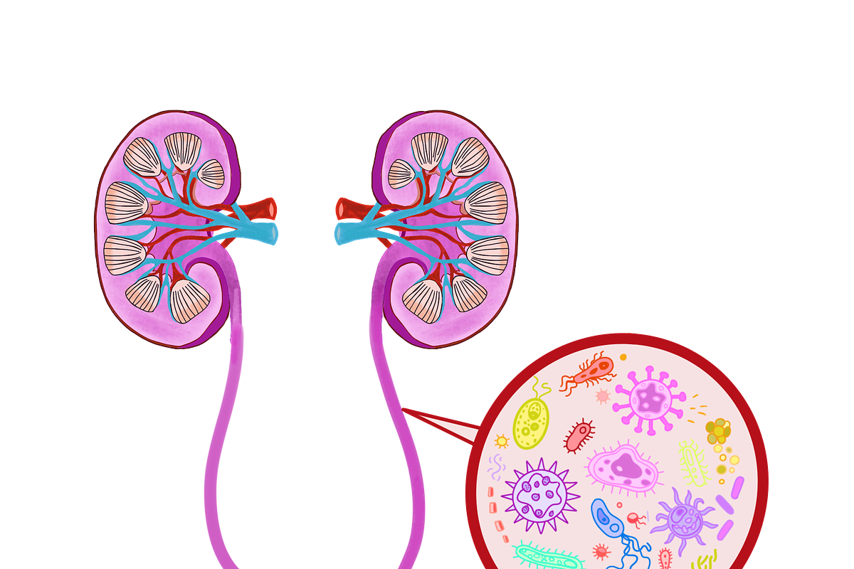 Biology & Anatomy goodnotes stickers, an Education Illustration by Noorist (Photo 5 of 32)