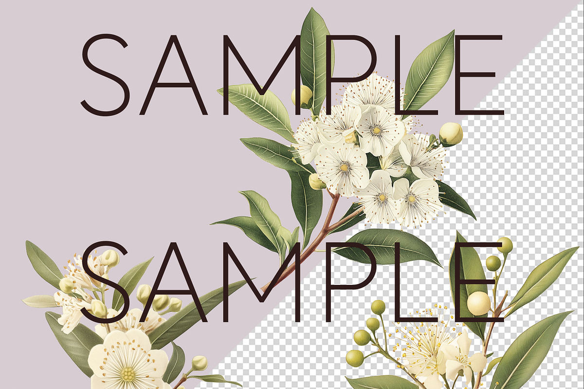 Lemon Myrtle Australian Clipart, a Decorative Illustration by Pawcasso's Portraits (Photo 6 of 6)