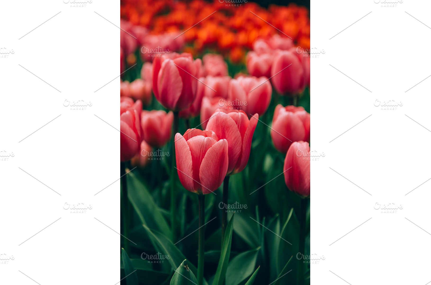 Flowerbeds of blossoming tulips, a Nature Photo by MAnuta
