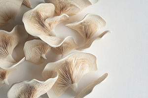 A collection of oyster mushrooms dis, a Photo by Tanuart