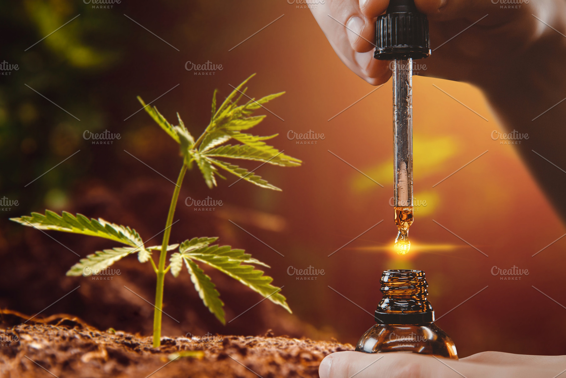 Cannabis cbd oil extracts in jars he featuring cbd, oil, and cannabis, a Nature Photo by Parilov