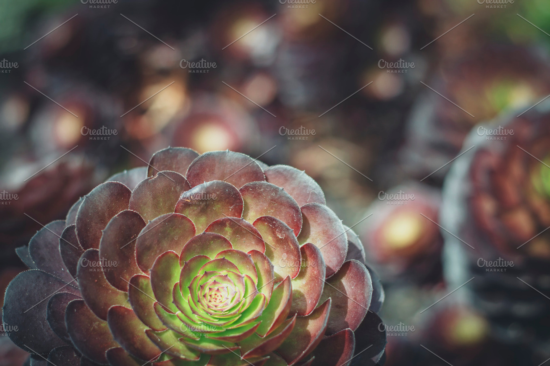 Burgundy Succulent