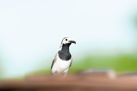 The white wagtail (Motacilla alba), an Animal Photo by AlexBush