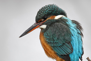 Common kingfisher alcedo atthis containing alcedo atthis, wildlife, and winter