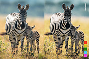 25 Safari Lightroom Presets LUTs, a Preset Add-On by SparkleStock (Thumbnail 7 of 15)