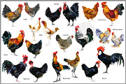 Watercolor Chicken Breeds Clipart, an Animal Illustration by FineArt (Thumbnail 8 of 11)