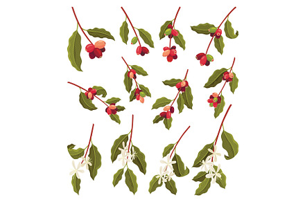 Branches of Coffee Plant with Ripe, an Object Illustration by the8monkey